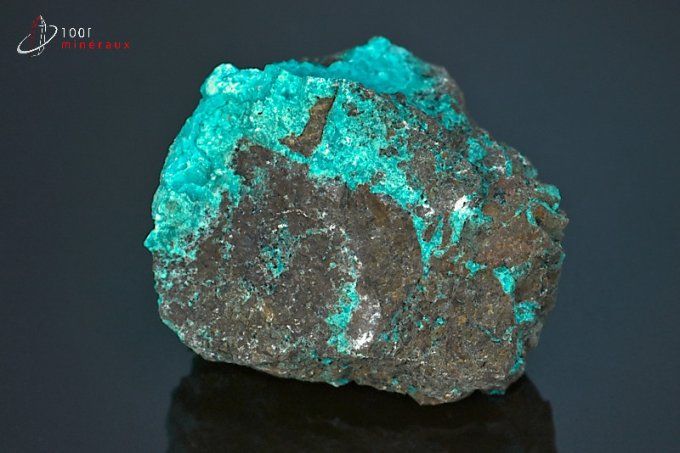 chrysocolle brute