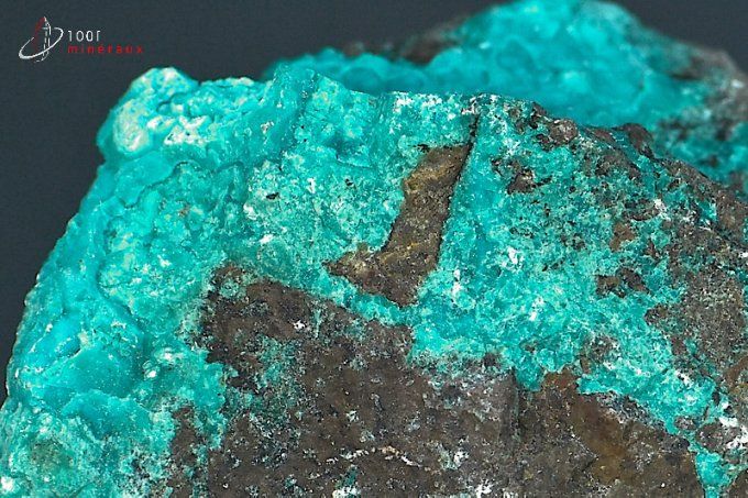 chrysocolle brute