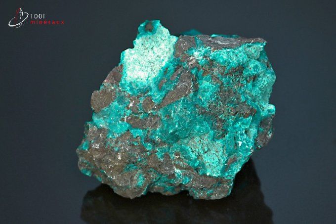 chrysocolle brute