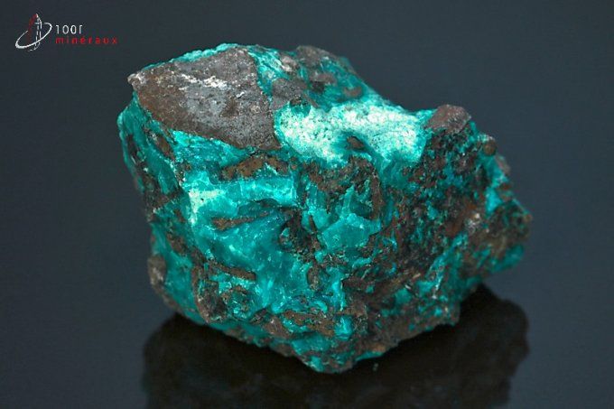 chrysocolle brute