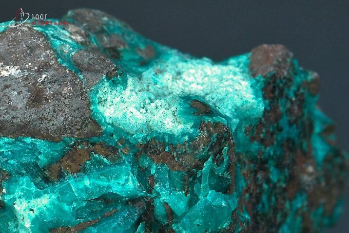 chrysocolle brute