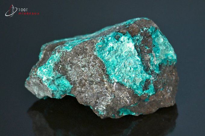 chrysocolle brute