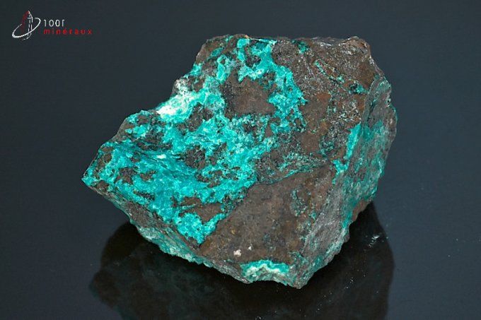 chrysocolle brute