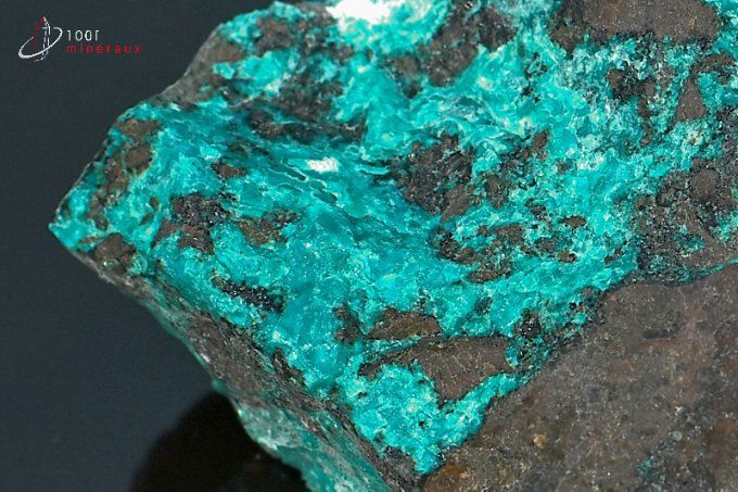 chrysocolle brute