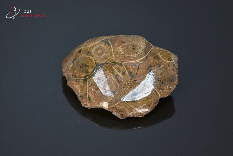 Corail fossile poli - Maroc - fossiles polis 4,3 cm / 18g / AS444