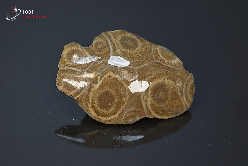 Corail fossile poli - Maroc - fossiles polis 4,6 cm / 20g / AS445