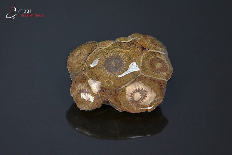 Corail fossile poli - Maroc - fossiles polis 3,6 cm / 21g / AS447