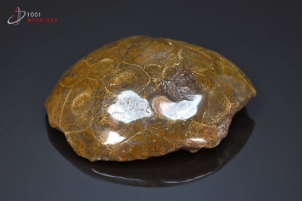 Corail fossile poli - Maroc - fossiles polis 6,1 cm / 94g / AW211