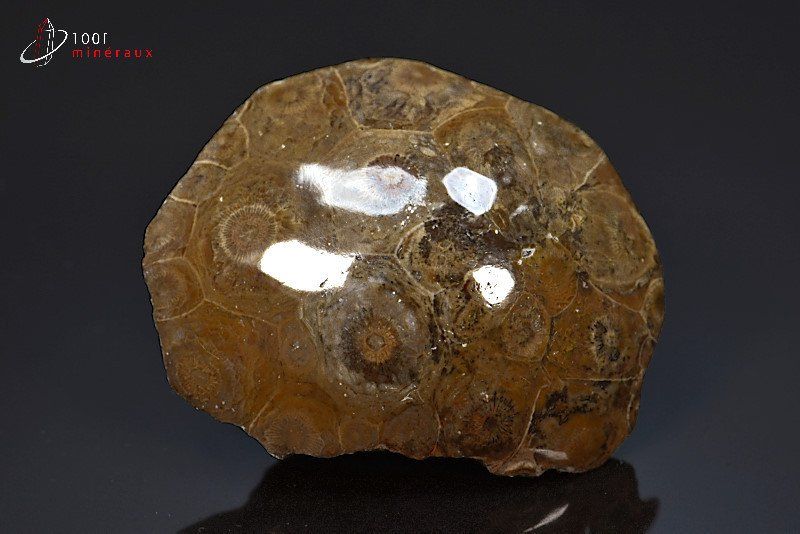 Corail fossile poli - Maroc - fossiles polis 6,7 cm / 128g / AW214