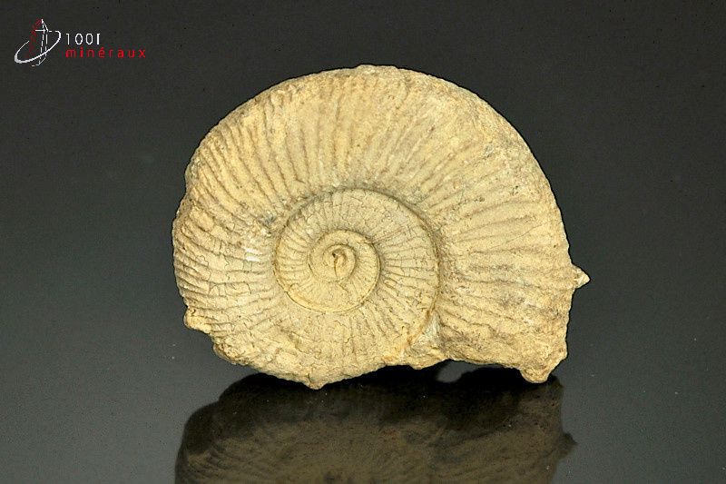 Ammonite fossile - France - fossiles 4,6cm / 34g / AW43
