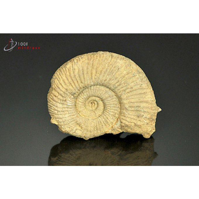 ammonite-fossile