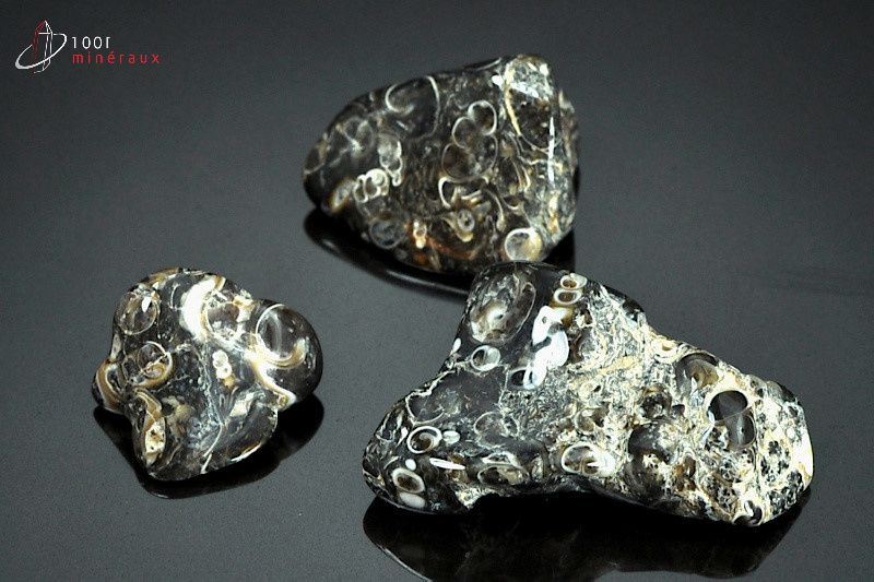 Lot de 3 Agates turritelles - Brésil - pierres polies 1.9 - 3.8 cm / 21g / AW773