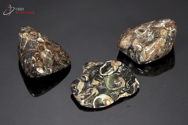 Lot de 3 Agates turritelles - Brésil - pierres polies 2.5 - 2.5 cm / 18g / AW778