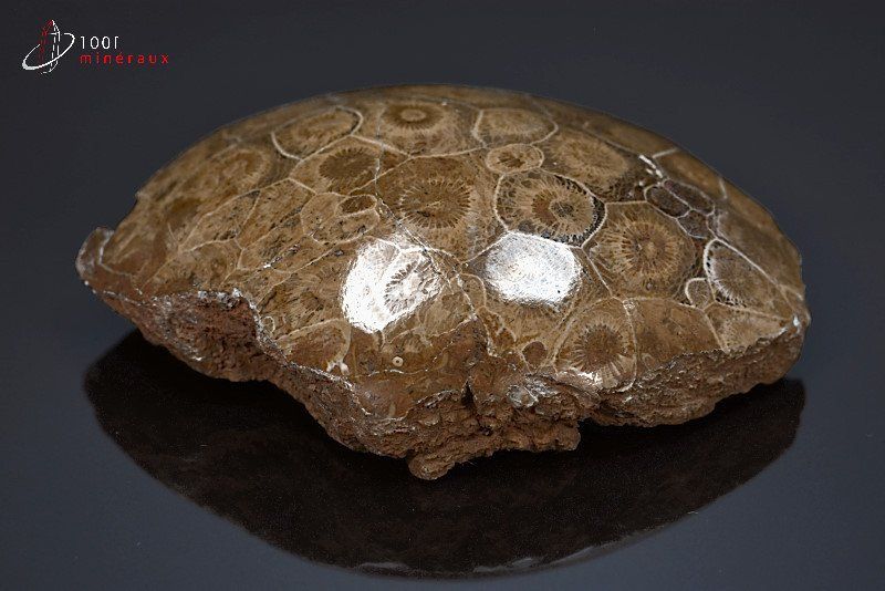Corail fossile poli - Maroc - fossiles polis 9,7 cm / 221g / AX141