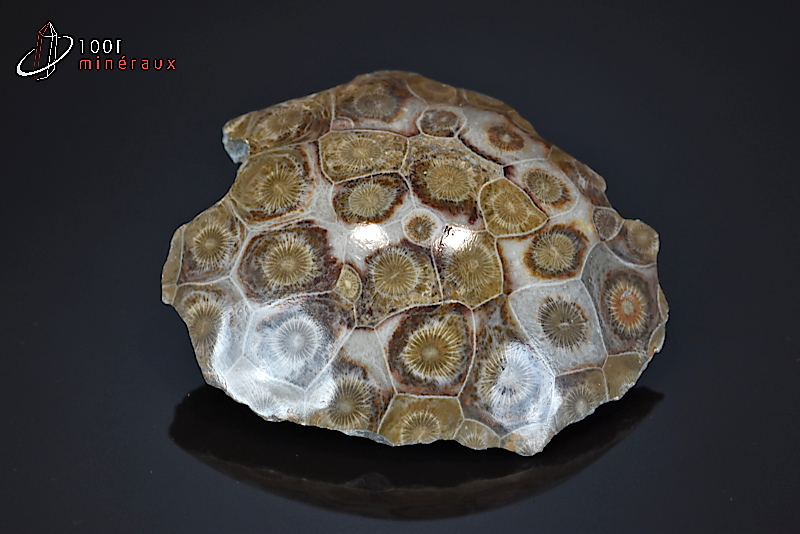 Corail fossile poli - Maroc - fossiles polis 8,9 cm / 224g / AX147