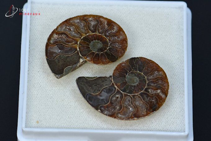 ammonite cleoniceras fossile