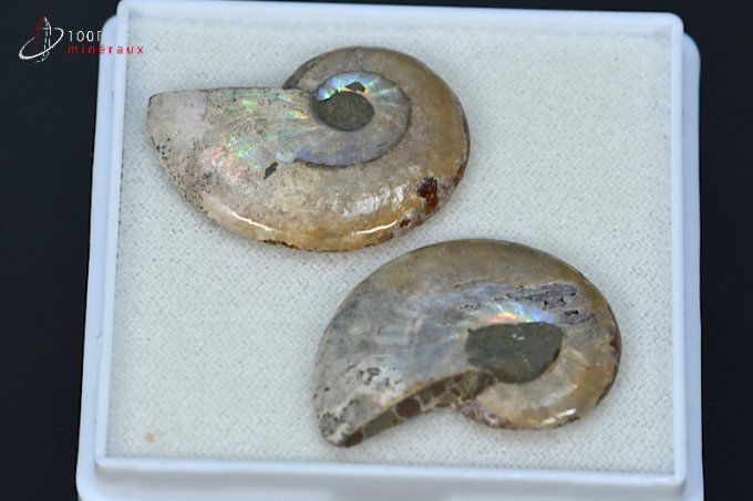 ammonite cleoniceras fossile