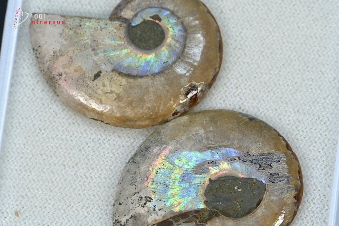 ammonite cleoniceras fossile