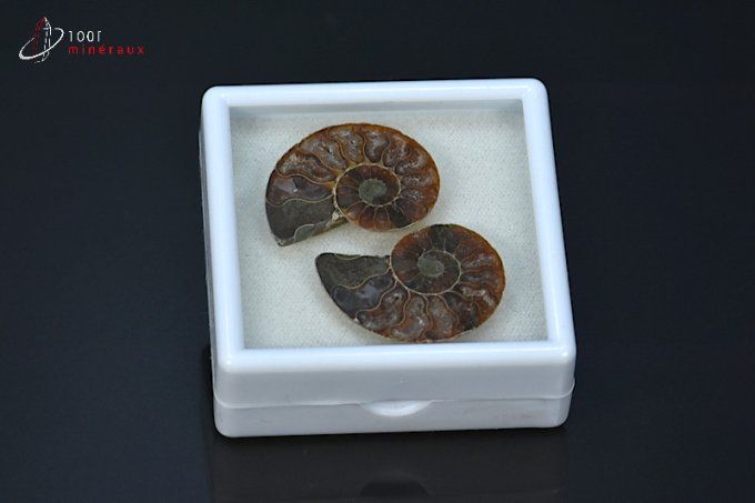 ammonite cleoniceras fossile