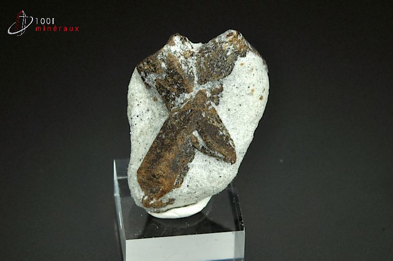Staurotide - Russie - Minéraux à cristaux 2,9cm / 18g / AX931