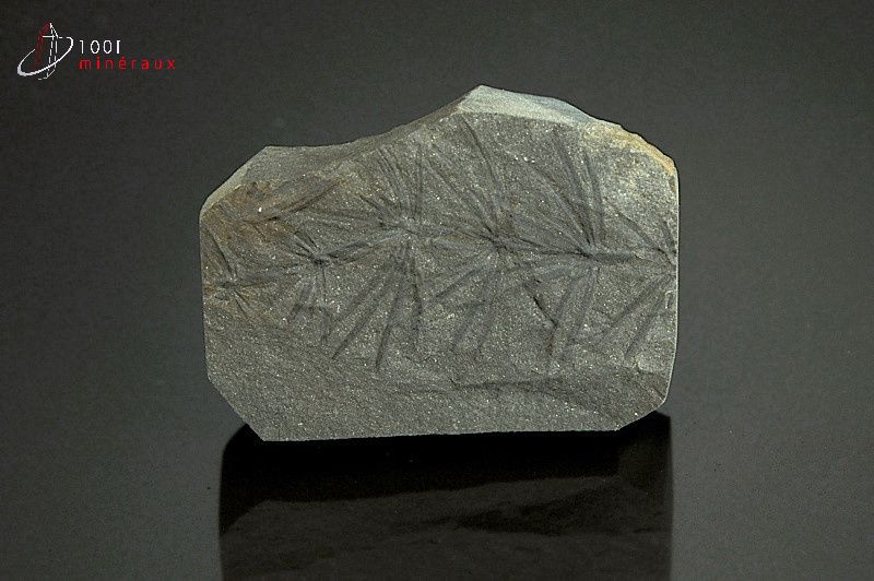Asterophyllite - France - fossiles 4,7 cm / 37g / AY910