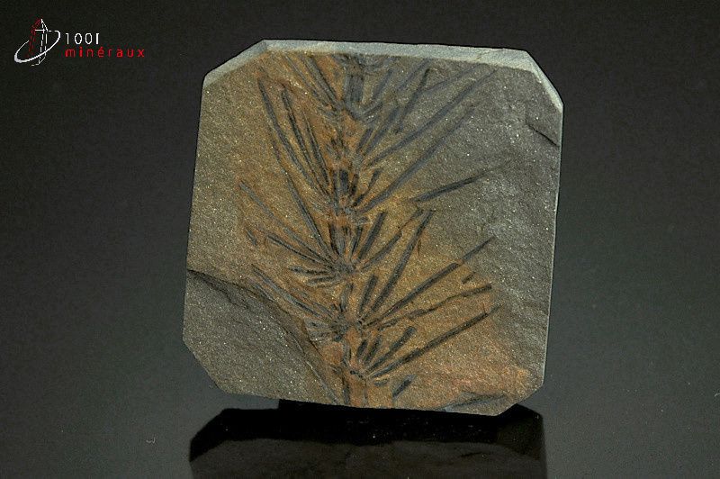 Asterophyllite - France - fossiles 4,6 cm / 34g / AY919