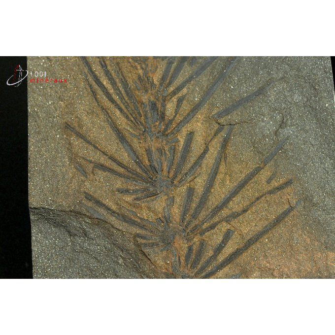 asterophyllite-vegetaux-fossiles