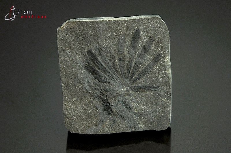 Annularia - France - fossiles 4,3 cm / 29g / AY921