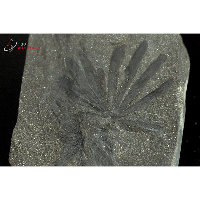 annularia-vegetaux-fossiles