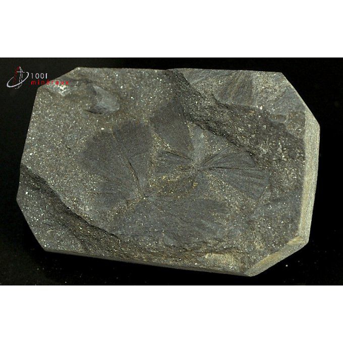 sphenophyllum-vegetaux-fossiles