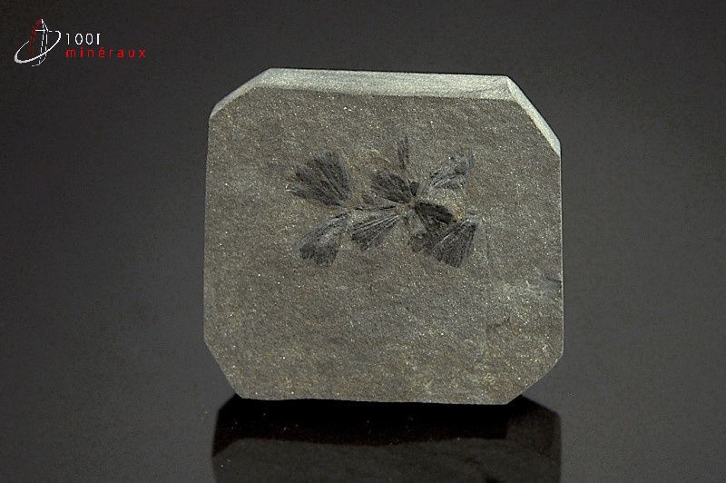 Sphenophyllum - France - fossiles 4,3 cm / 30g / AY930
