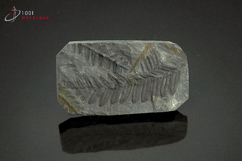 Odontopteris - France - Fossiles 5,1 cm / 16g / AY940