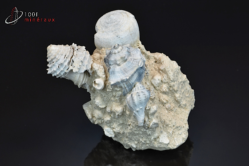 Ensemble de coquillages fossiles - France - Fossiles 8,9 cm / 310g / AZ173