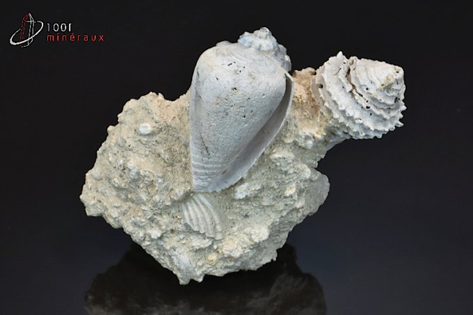 coquillages-fossiles-fusus-turritelles