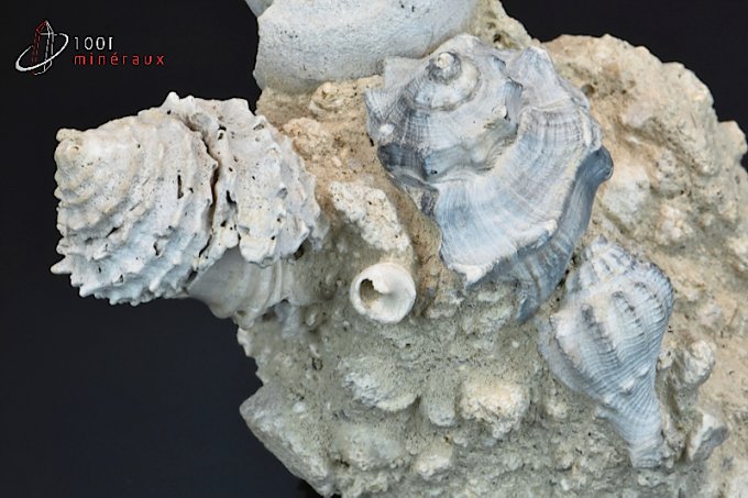 coquillages-fossiles-fusus-turritelles