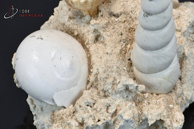coquillages-fossiles-naticas-fusus-turritelles