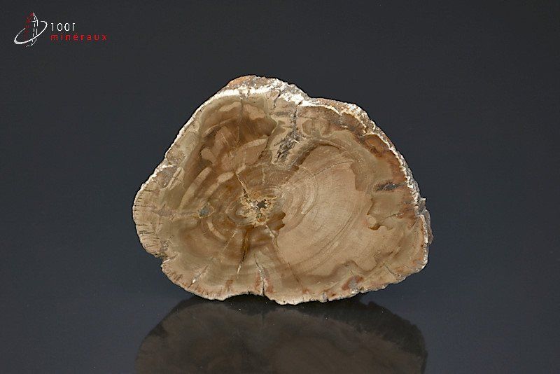 Tranche de Bois fossilisé - Madagascar - fossiles 6,9cm / 66g / BA292