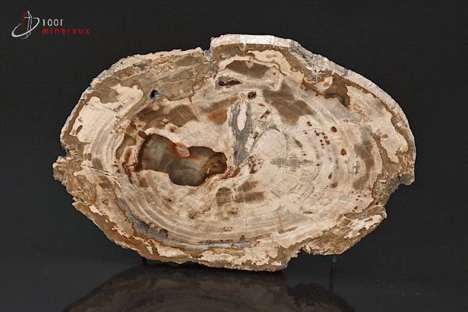 Tranche de Bois fossilisé - Madagascar - fossiles 17,1 cm / 448g / BA316