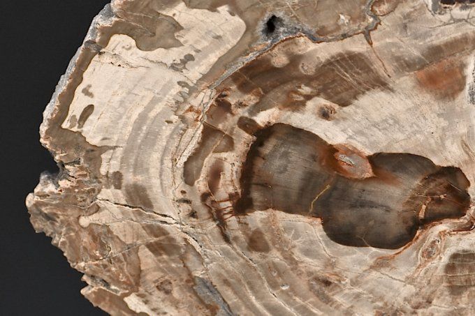 tranche de bois fossile ou silicifie