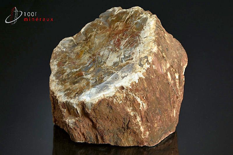 Grand tronc de Bois fossilisé poli 1 face - Madagascar - fossiles 16,5 cm / 4,36 kg / BA59