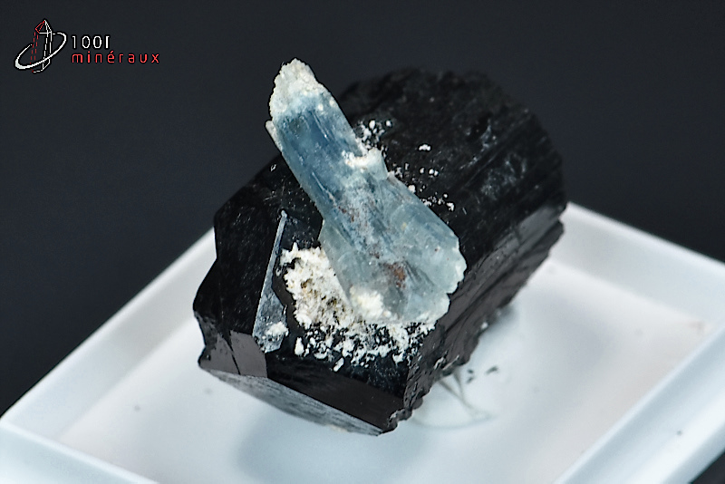 Aigue marine Béryl sur Tourmaline noire - Namibie - minéraux à cristaux 2,8cm / 15g / BB520
