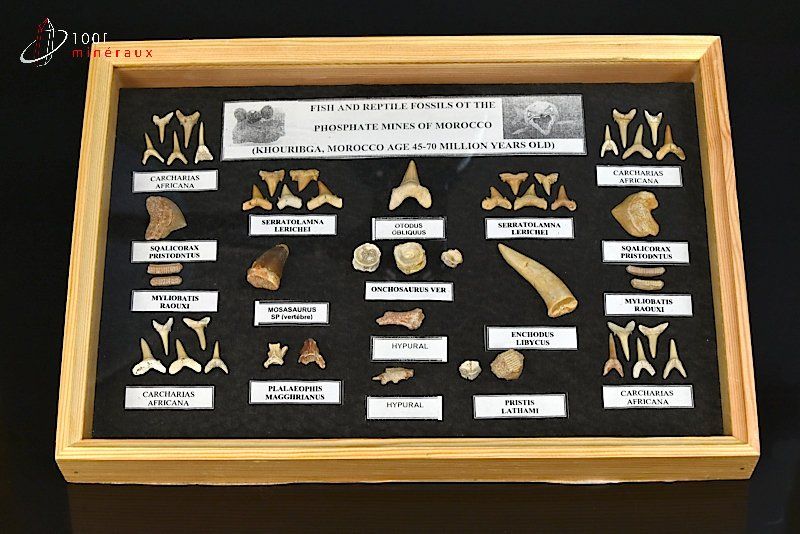 Vitrine de 48 dents  ou vertèbres fossiles de requins - Maroc - fossiles 34,5 cm / 911g / BC811