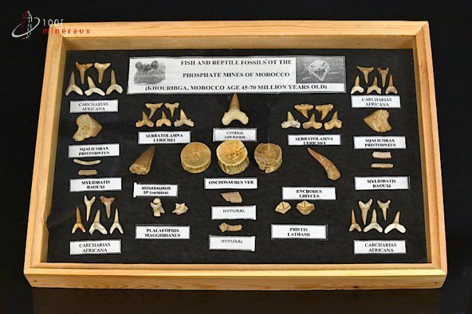 vitrine de dents fossiles de requin