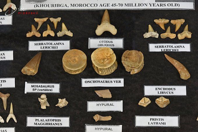 vitrine de dents fossiles de requin