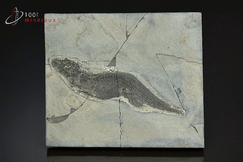 Branchiosaurus petrolei - Allemagne - fossiles 9,2 cm / 110g / BD255