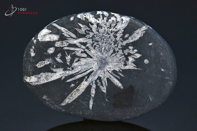 chrysanthem stone mineraux