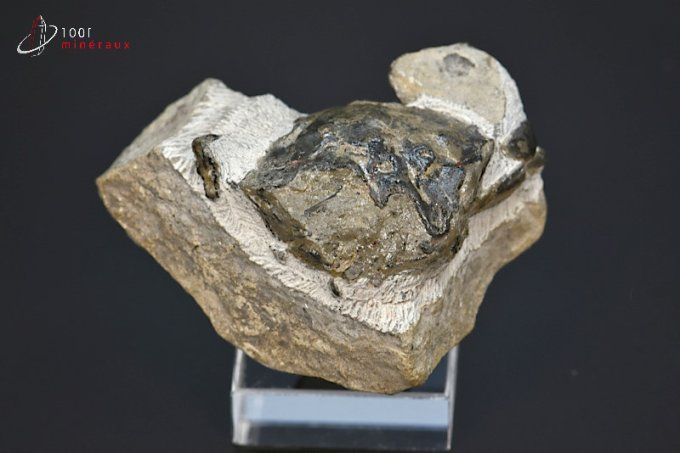 crabe fossile sur roche