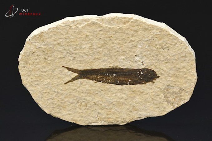 poisson knightia fossile