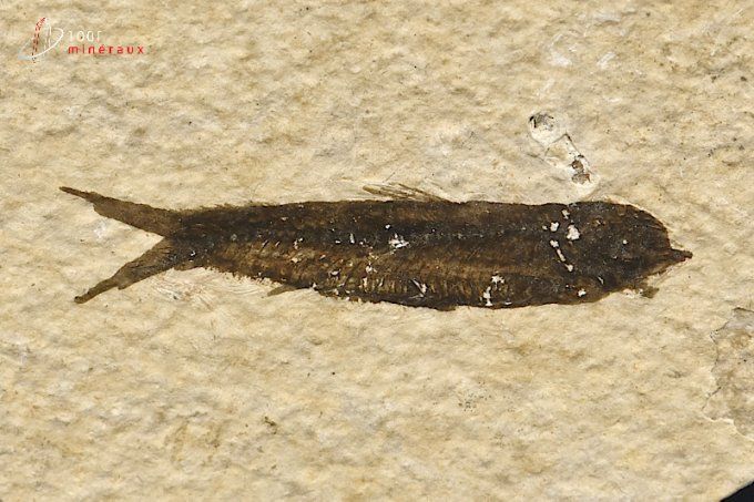 poisson knightia fossile