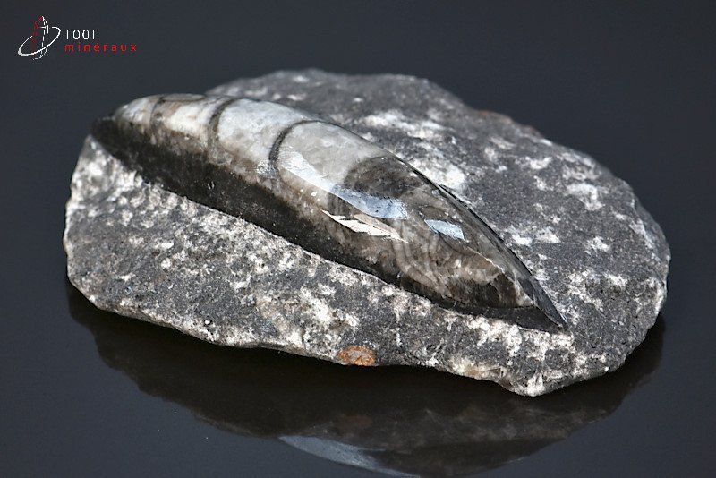 Orthocéras poli sur gangue - Maroc - fossiles 8,7 cm / 156g / BE823